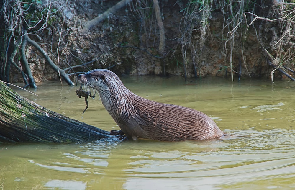 seal on brown wooden log in river during daytime