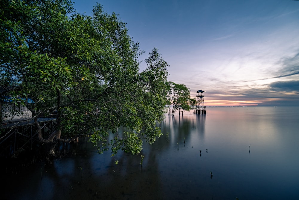 arbres verts au bord d’un plan d’eau pendant la journée