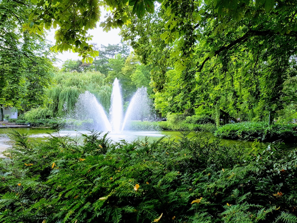 water fountain in the middle of green trees