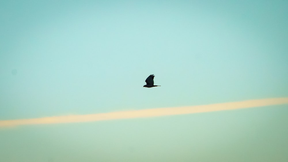 black bird flying over the sky during daytime