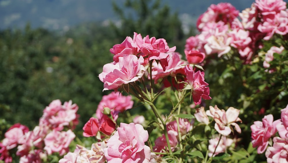 pink flowers in tilt shift lens