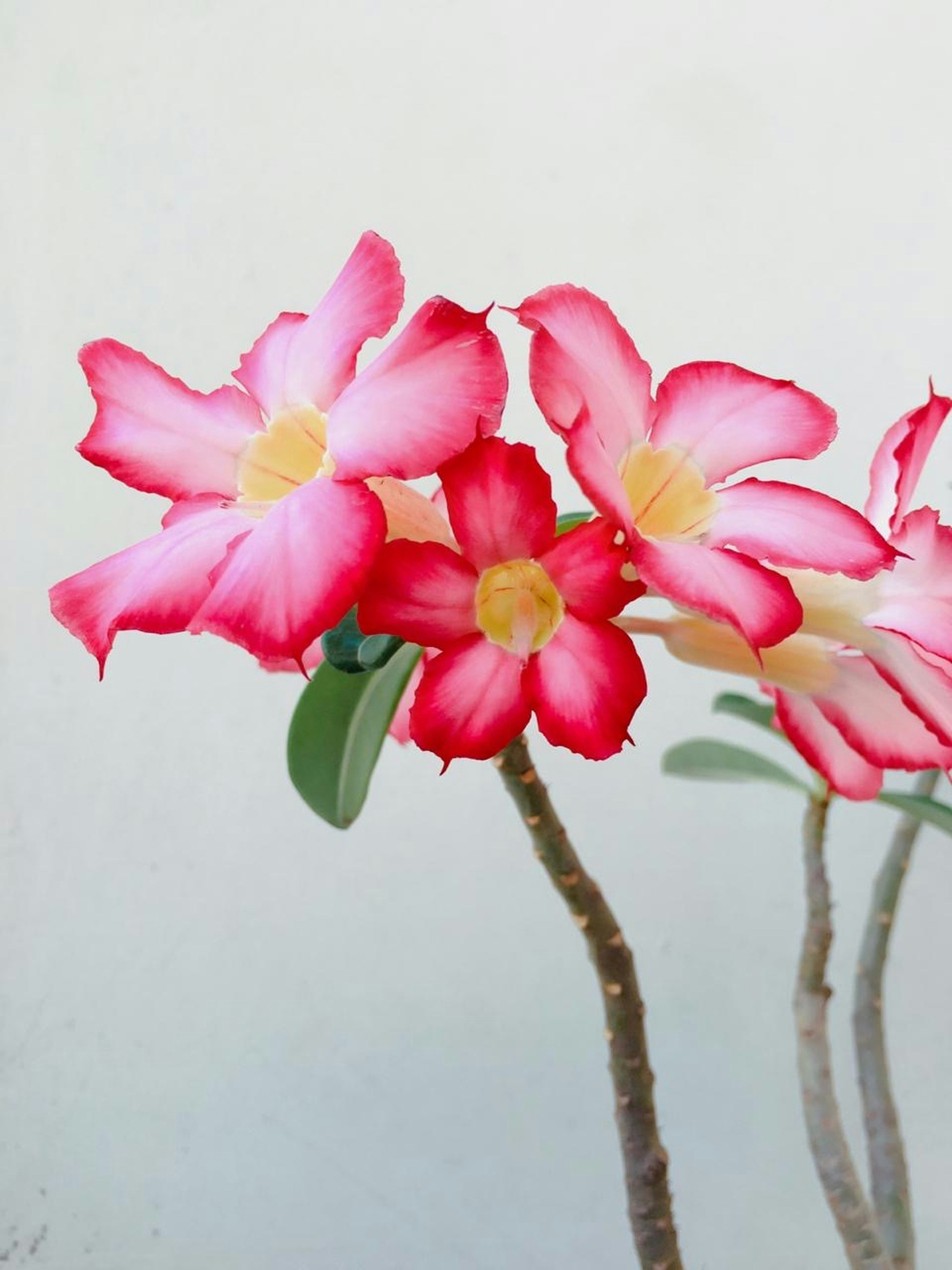 Photo by littlethinker99