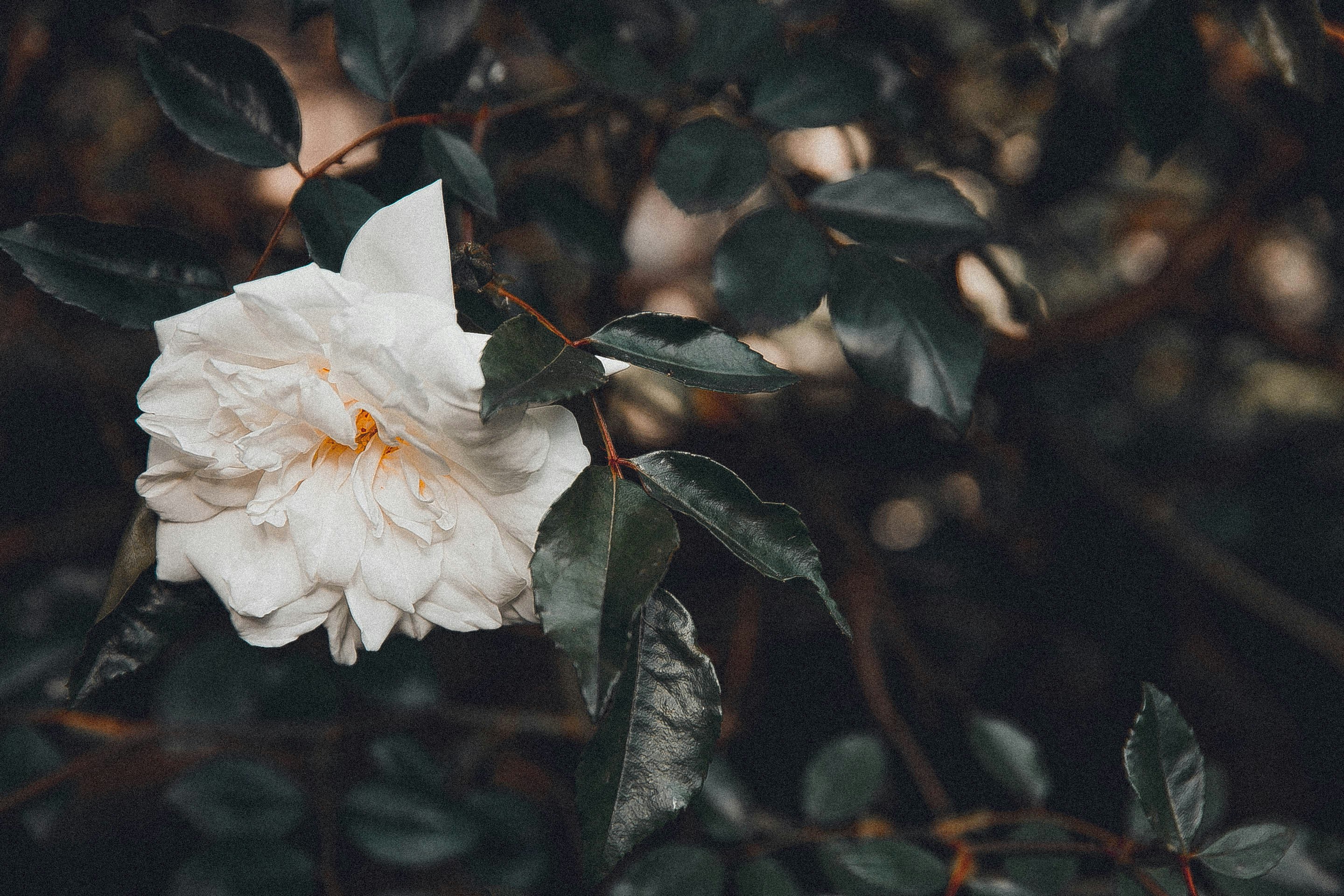 Photo by anna_safronova