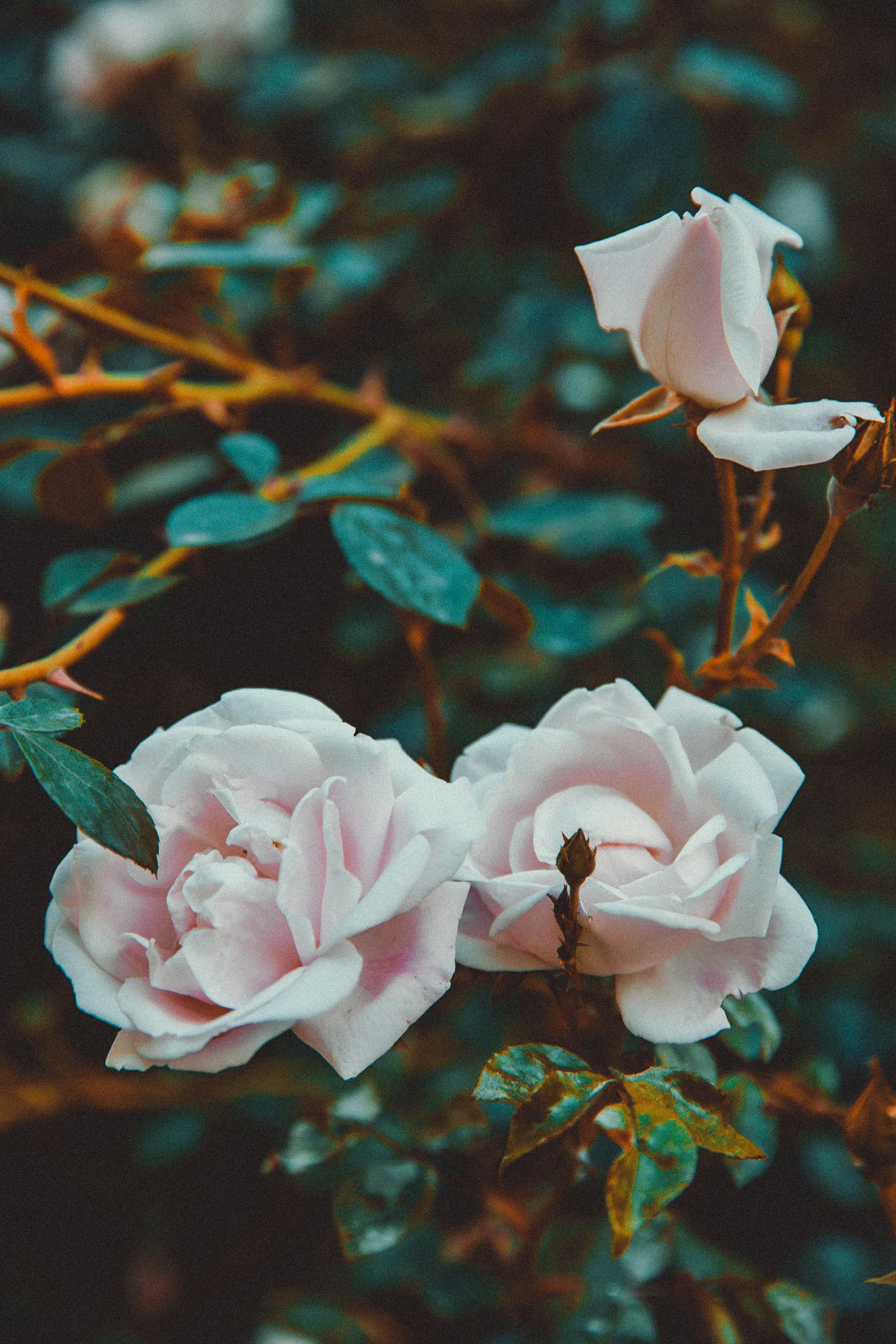 Rosas blancas y rosadas en flor durante el día foto – Imagen de Flor  gratuita en Unsplash, image size:3000x4500