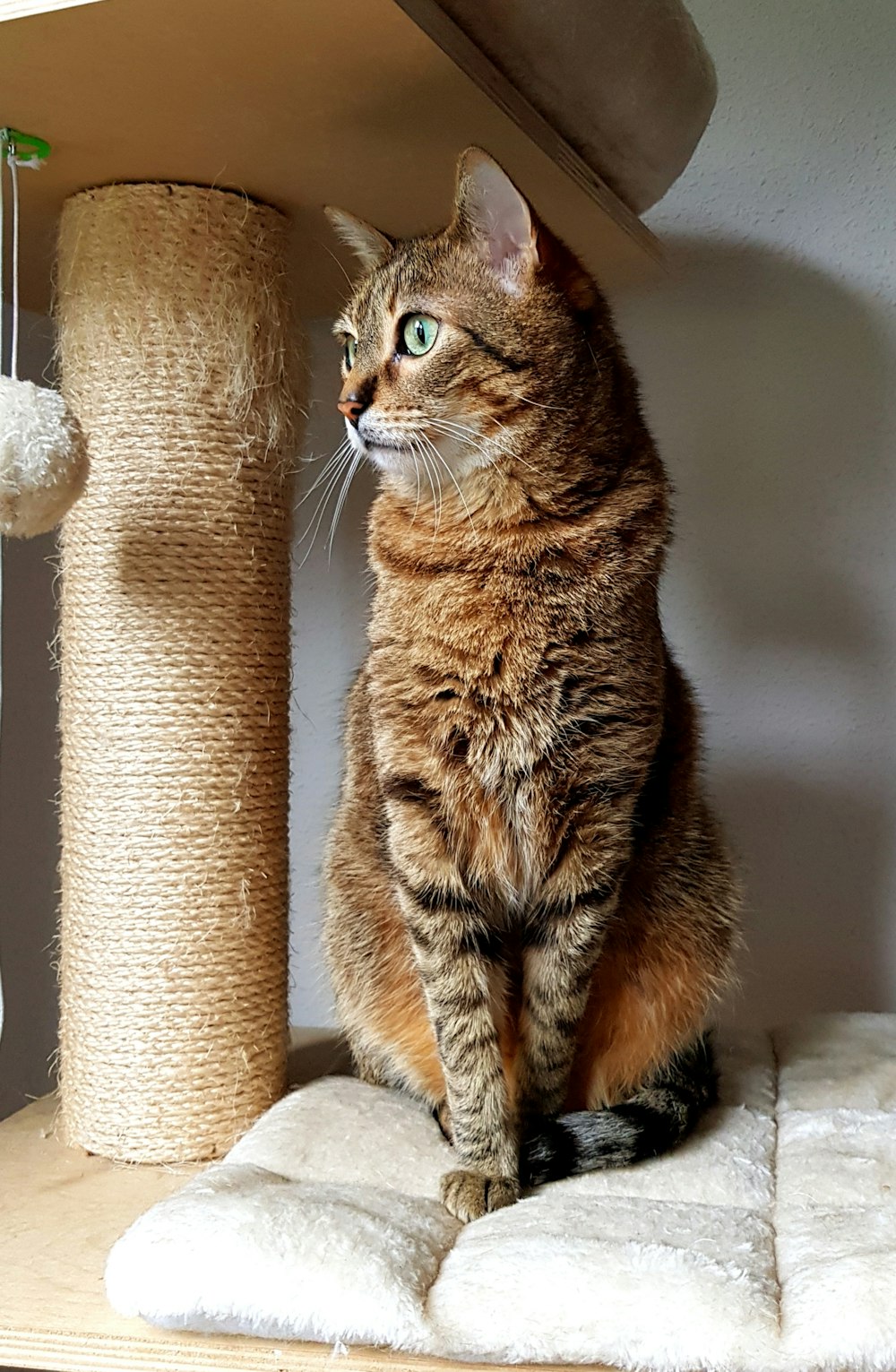 brown tabby cat on cat tree