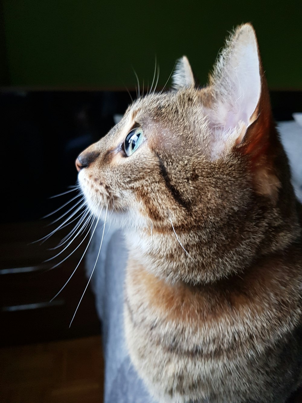 gato marrom tabby na fotografia de perto