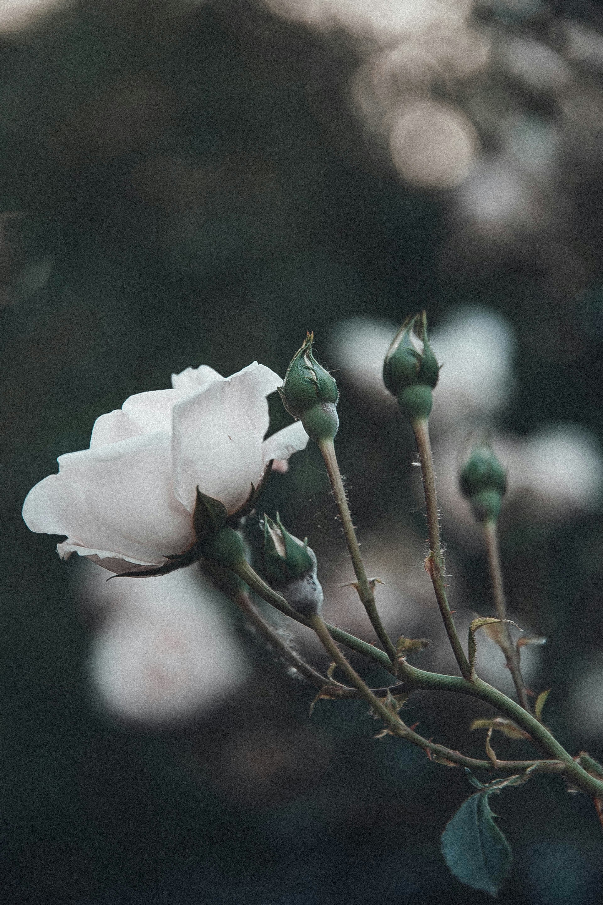 Photo by anna_safronova