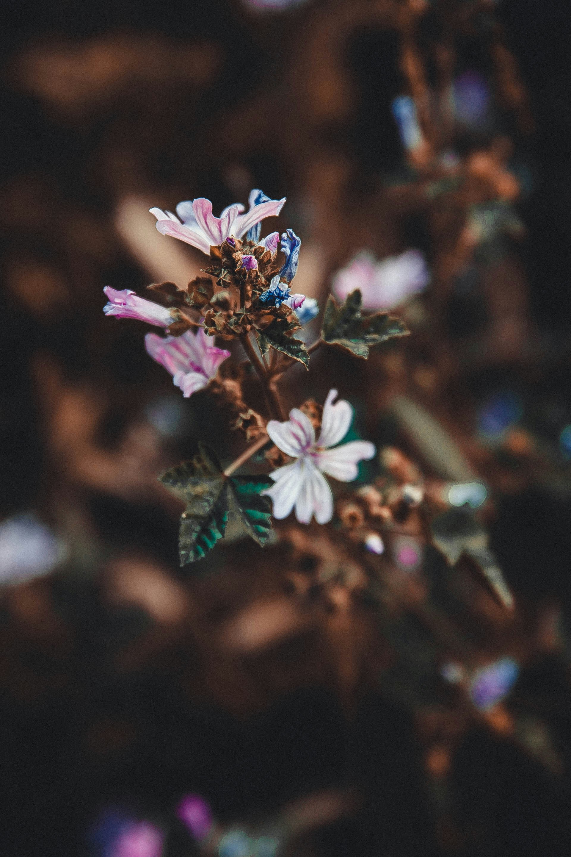 Photo by anna_safronova