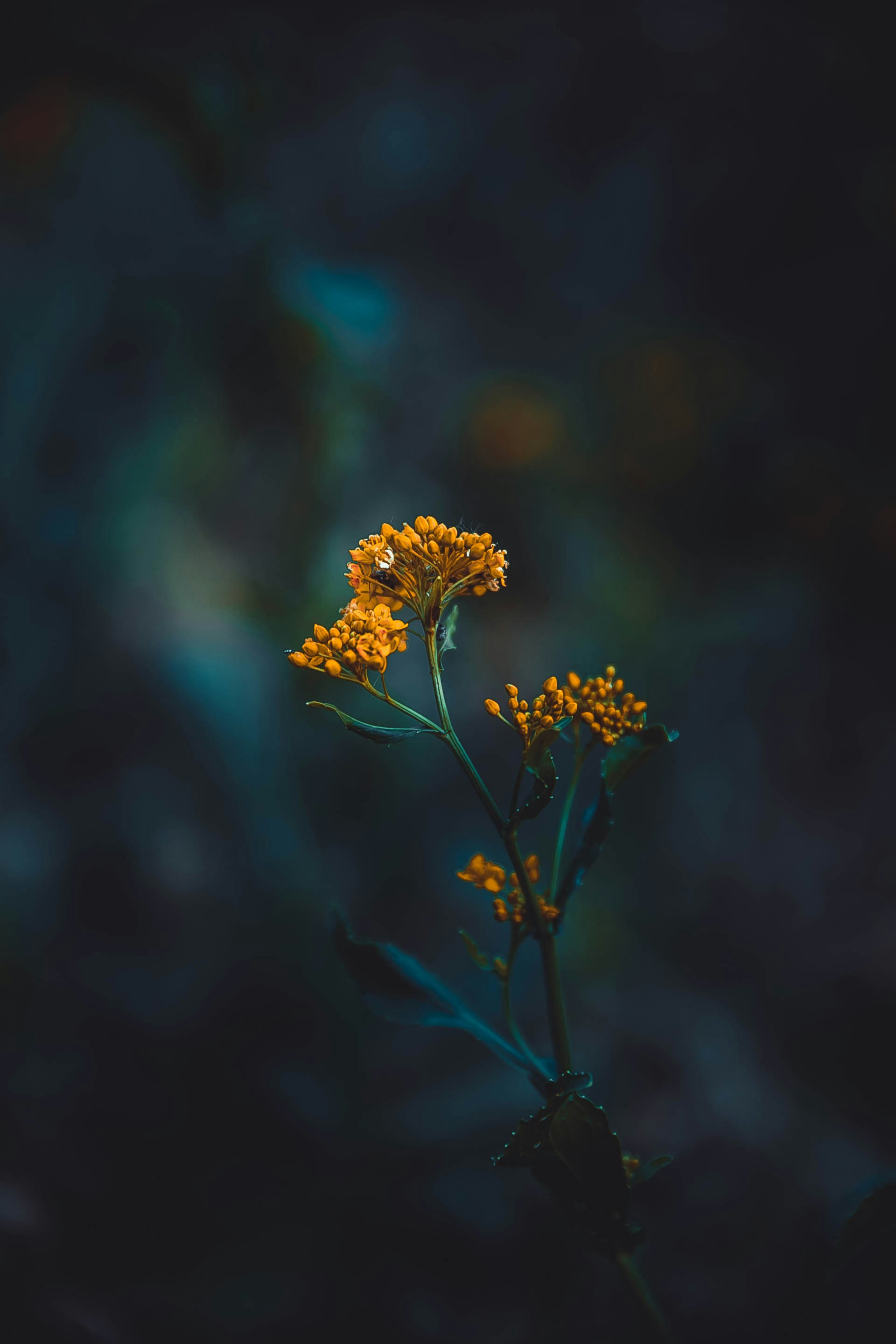 Photo by anna_safronova