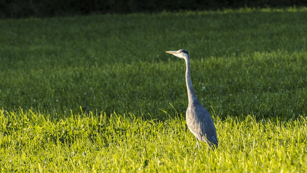 blue stork on green grass field during daytime