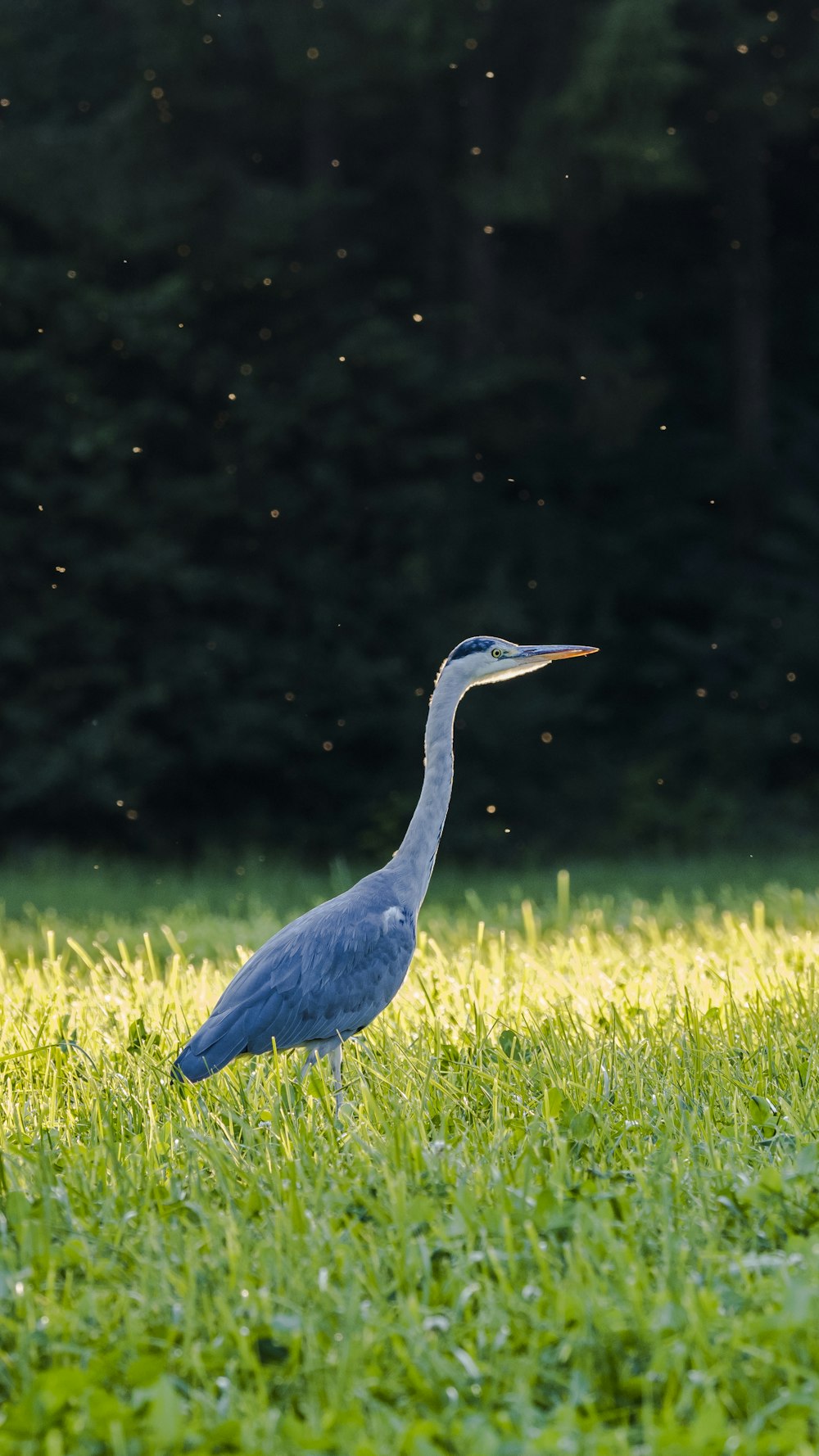 pájaro de pico largo azul en campo de hierba verde