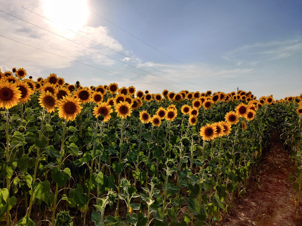 sunflower field under blue sky during daytime