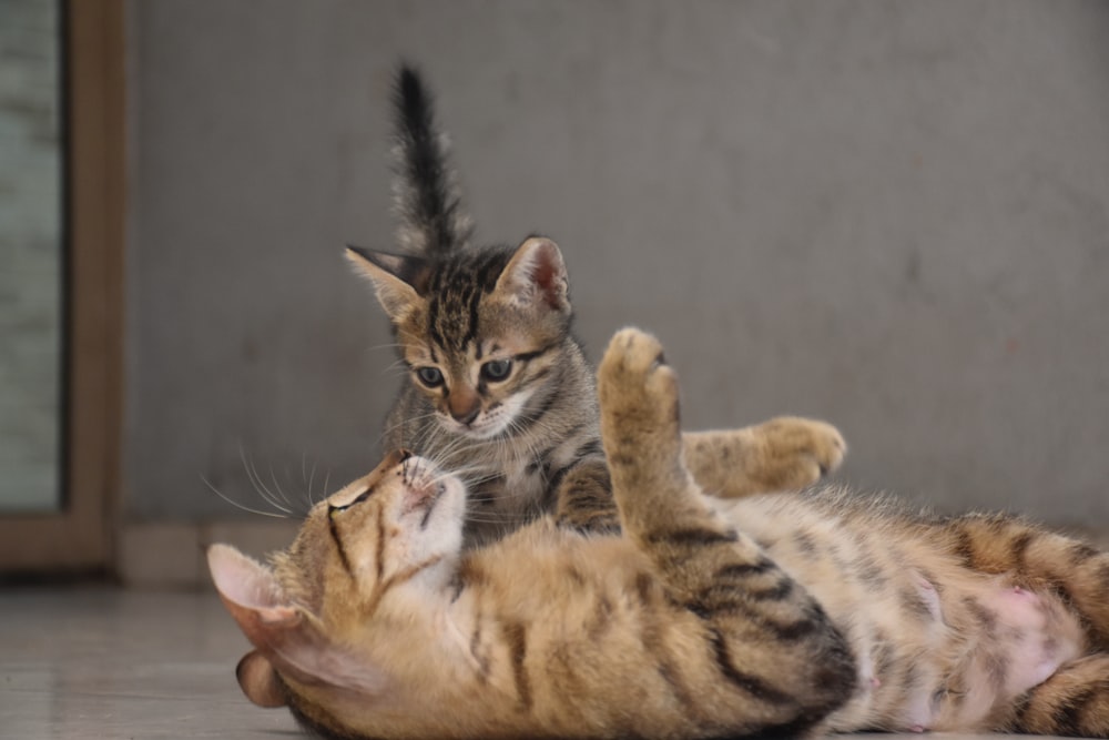 brown tabby cat and orange tabby cat