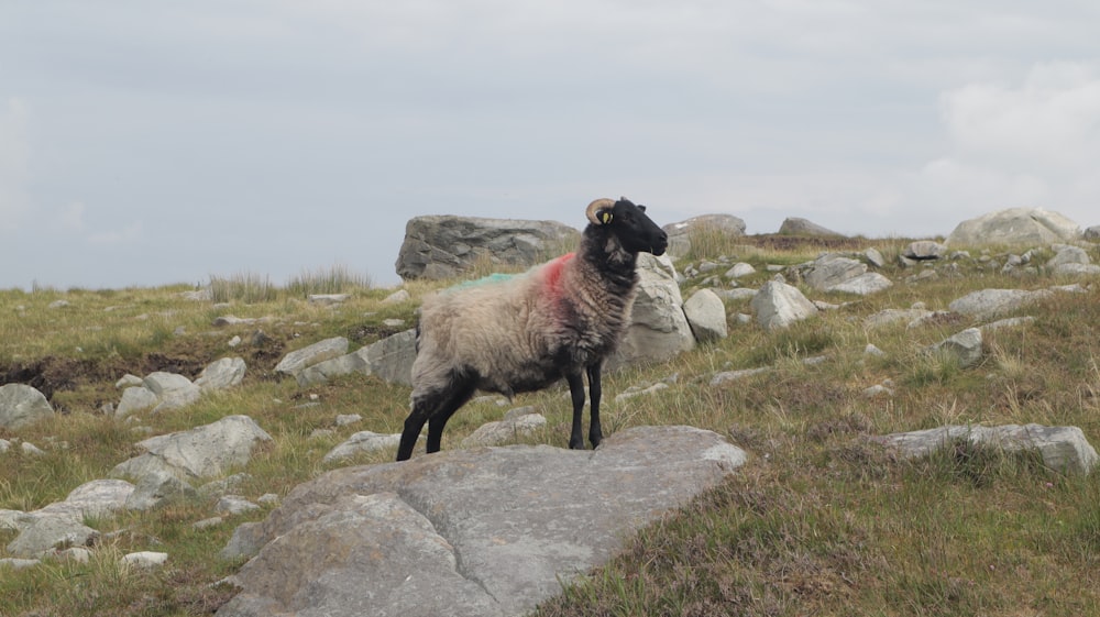 moutons blancs et noirs sur un champ d’herbe verte pendant la journée