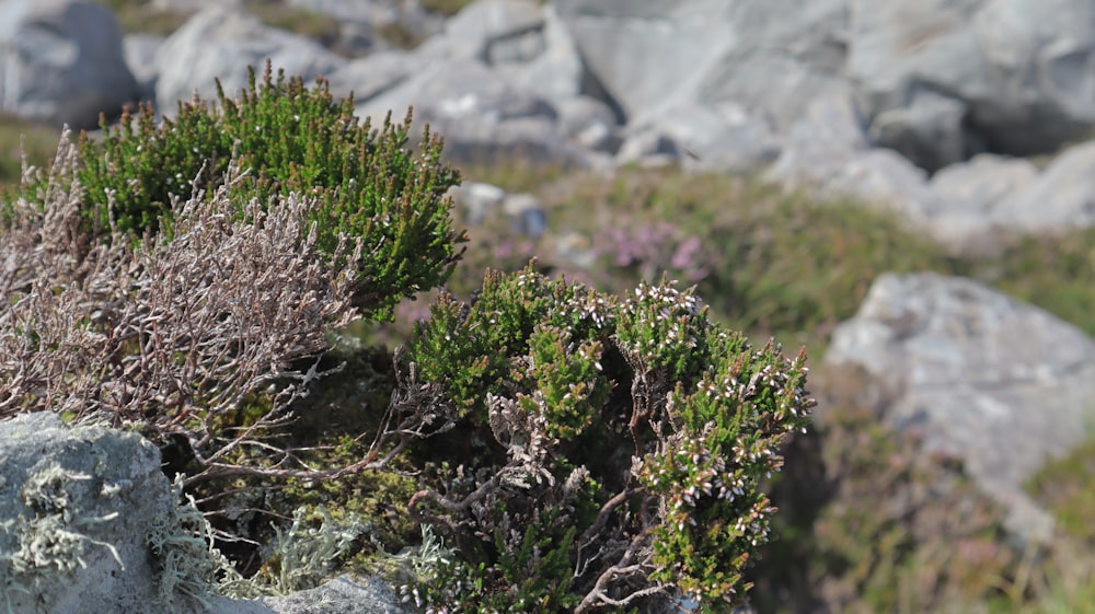 green and brown plant on rocky ground