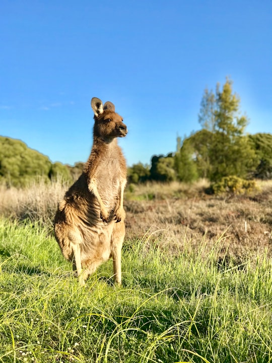 brown kangaroo on green grass field during daytime in Heirisson Island Australia