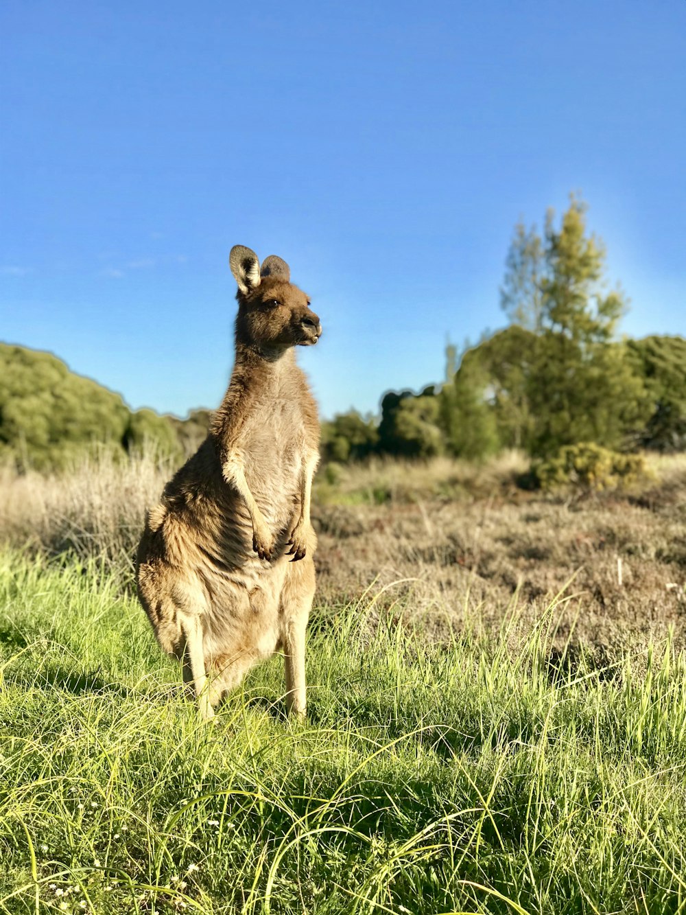 brown kangaroo on green grass field during daytime