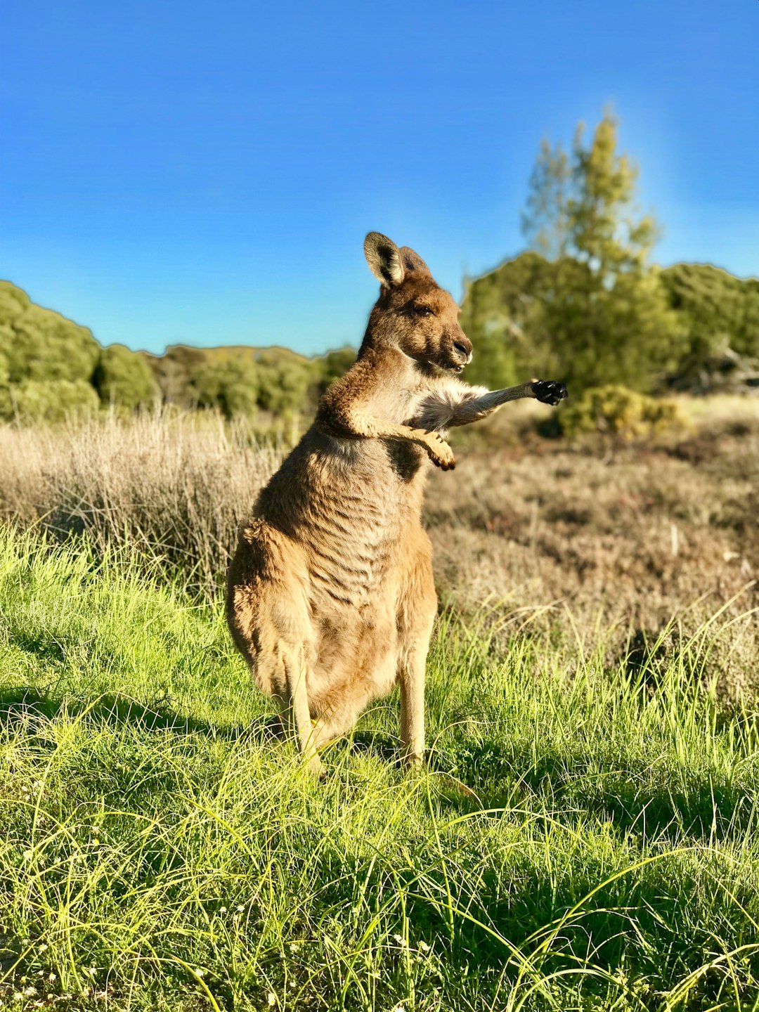 Wildlife photo spot Heirisson Island Perth WA