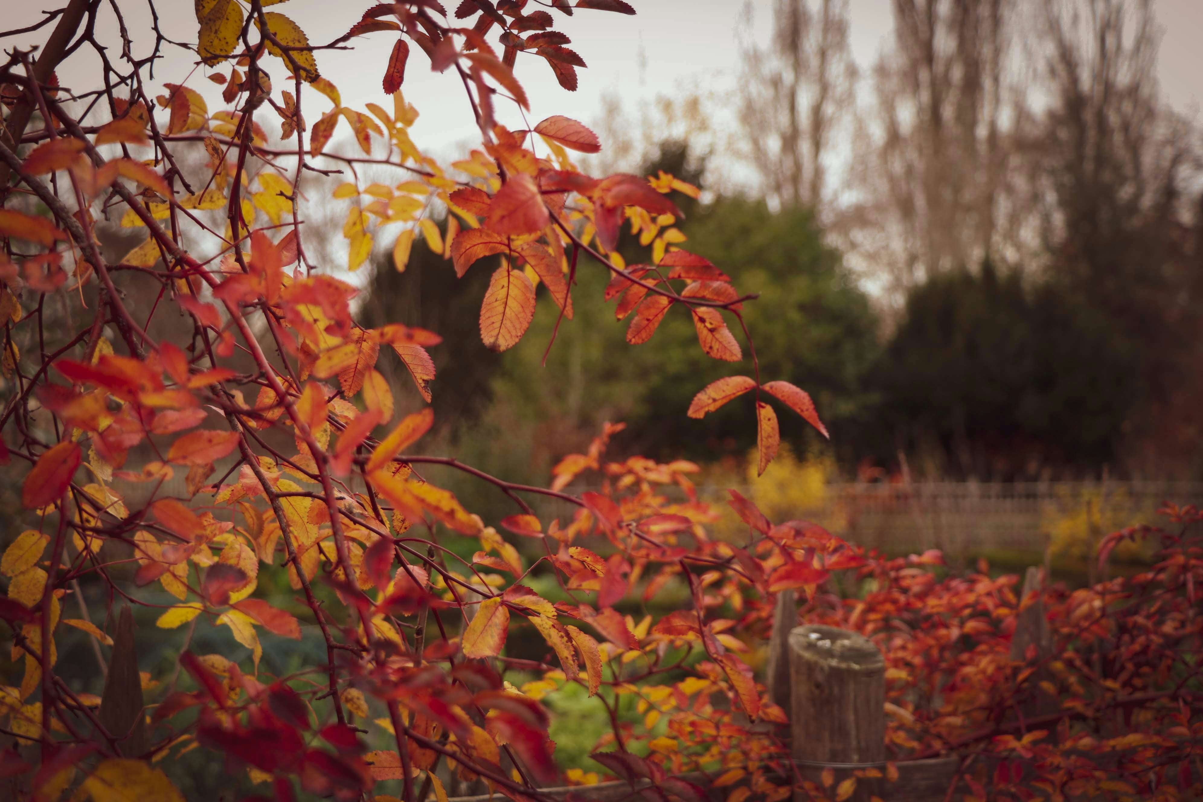 red leaves on brown wooden post