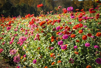 red and purple flowers during daytime