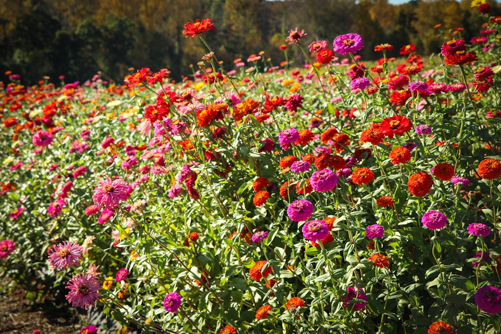 昼間の赤と紫の花