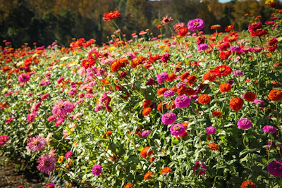 Zinnia India — Colorful Summer Annual Complete Guide