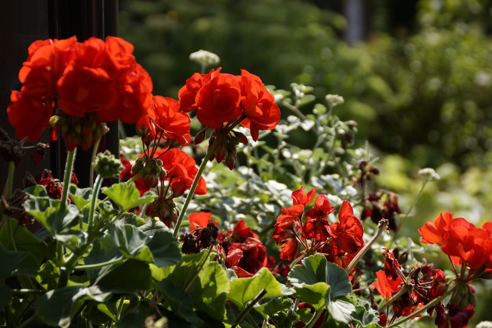 red flower in tilt shift lens