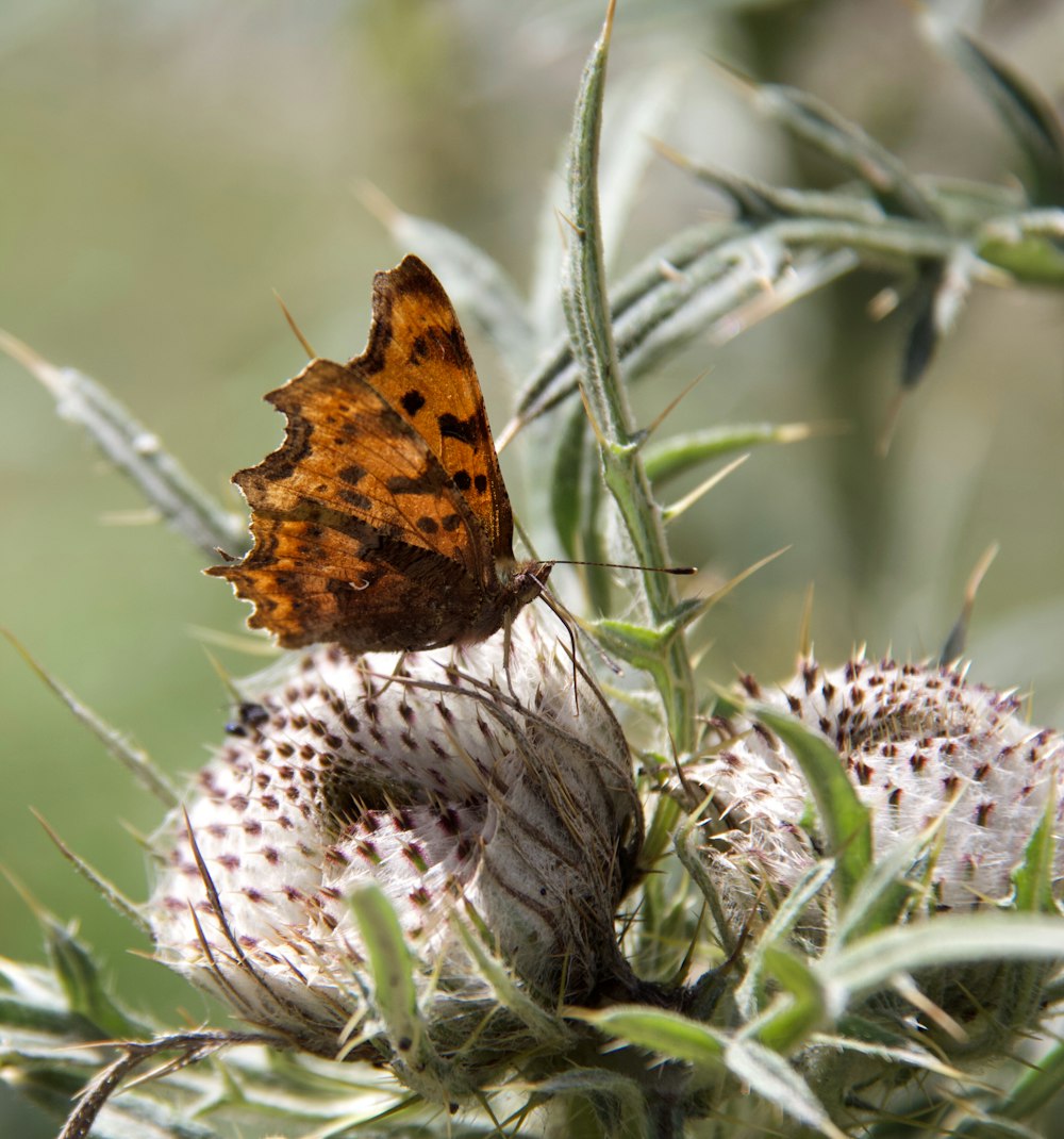 papillon brun et noir sur fleur blanche