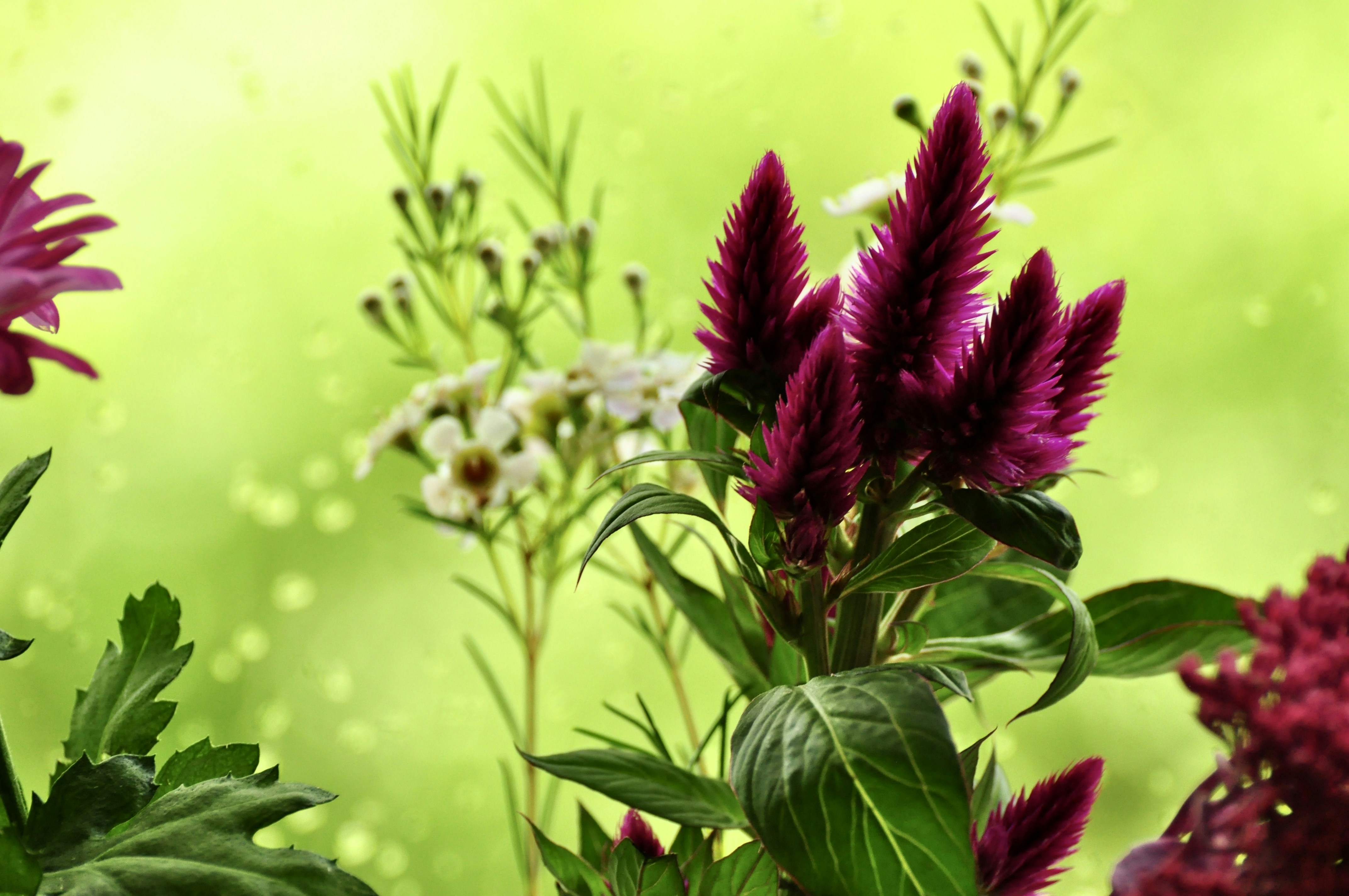 Organic Echinacea Root