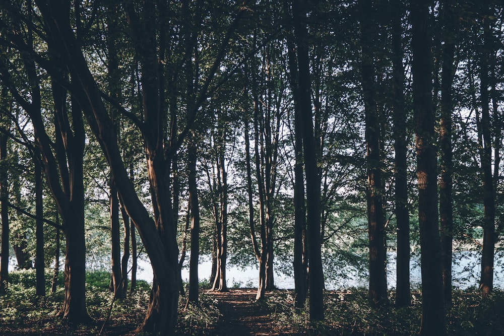 green trees on brown soil