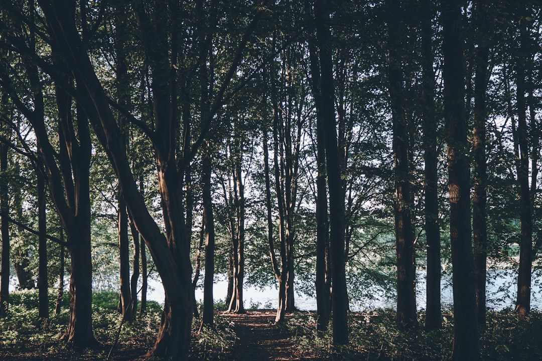 Forest photo spot Obersee Soest