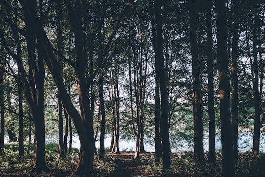 green trees on brown soil in Obersee Germany