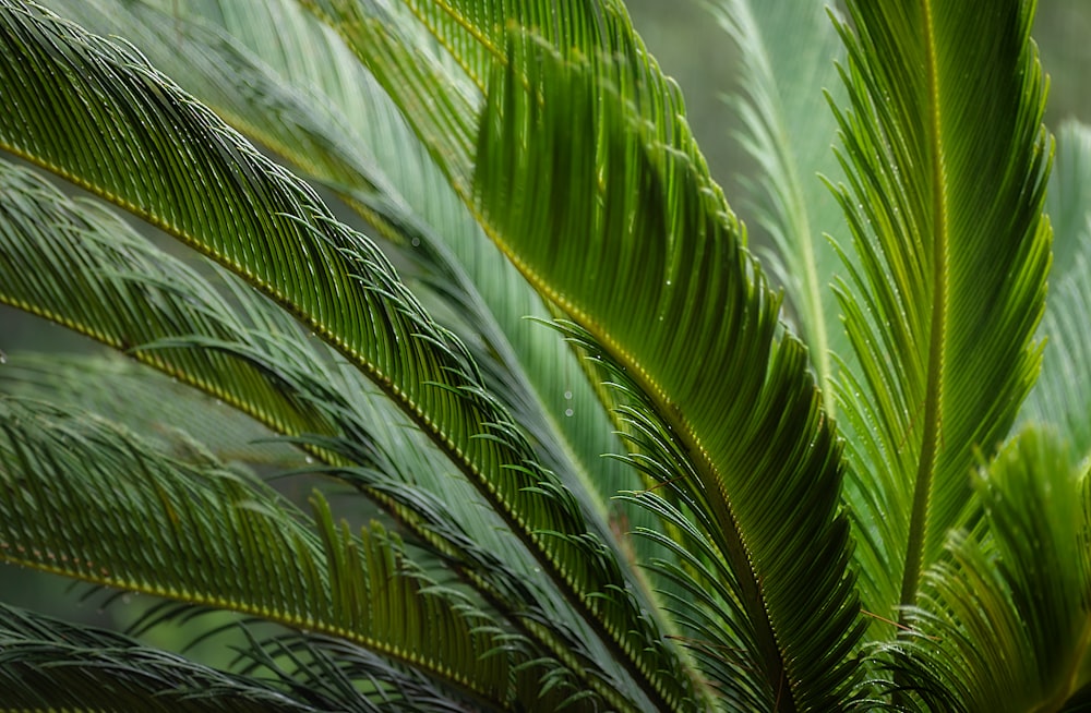 green palm tree during daytime