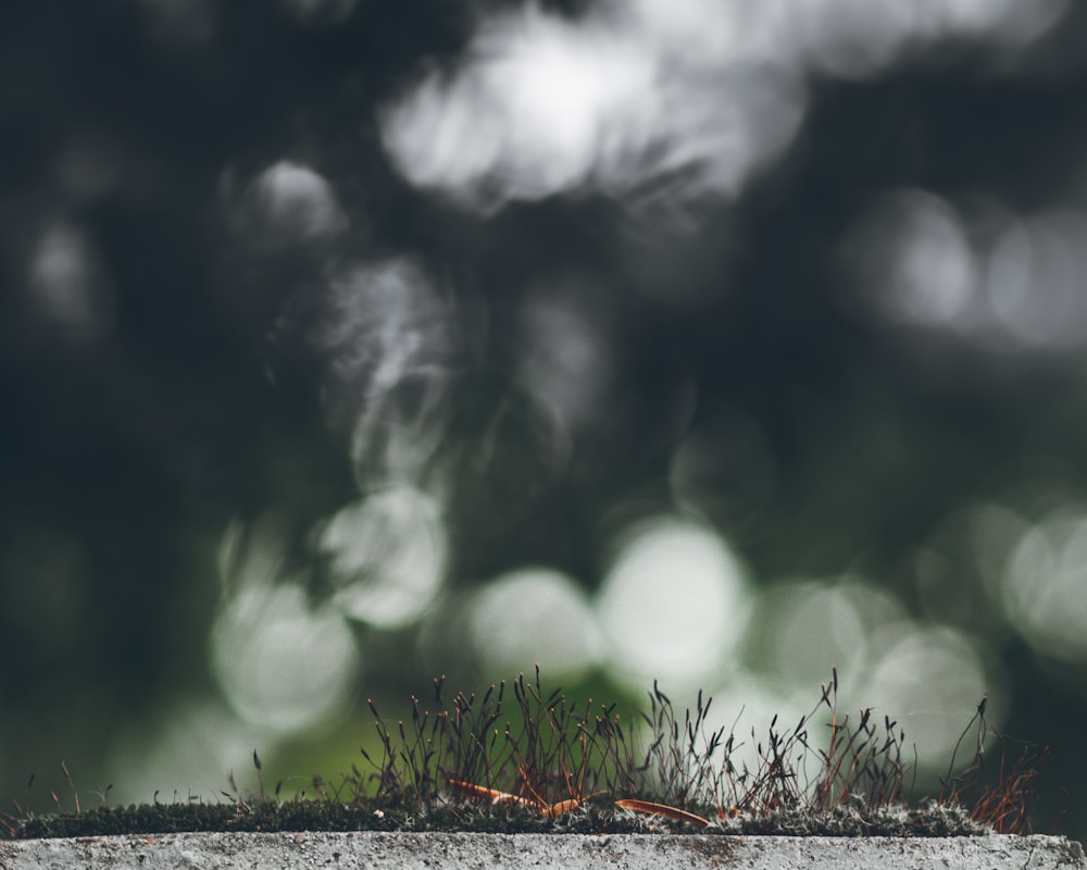 green grass with white snow