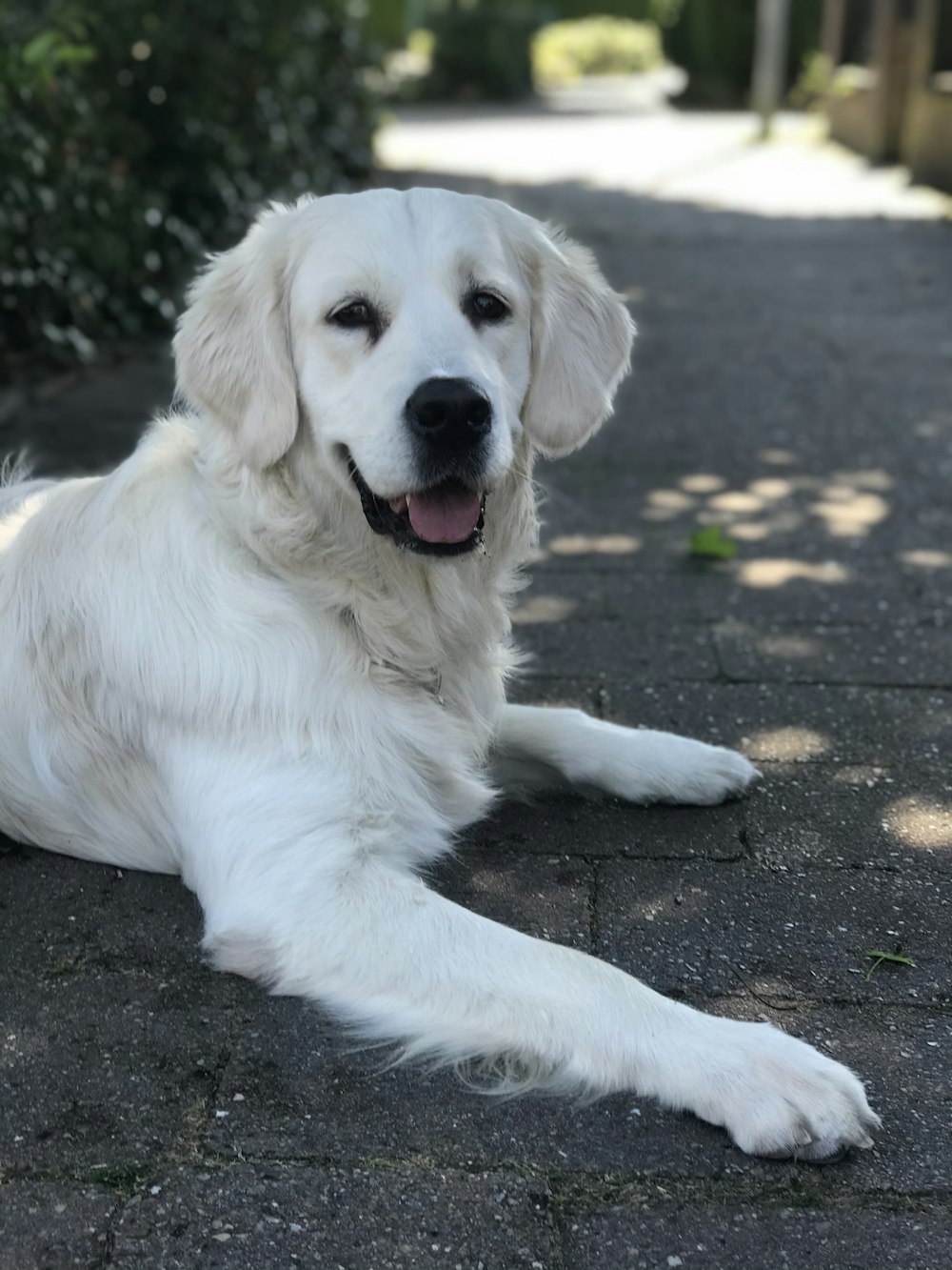 white short coated dog lying on the ground