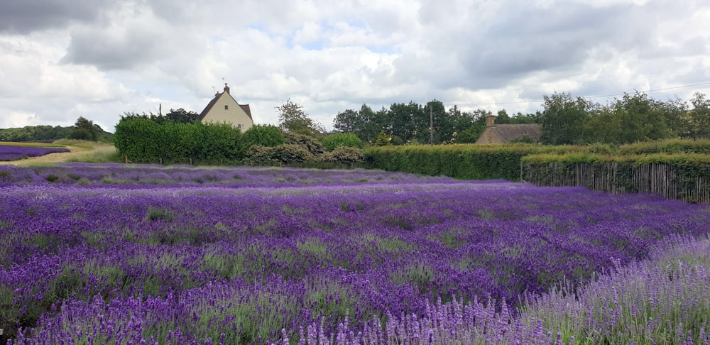 purple flower field near brown house under white clouds during daytime