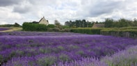 purple flower field near brown house under white clouds during daytime