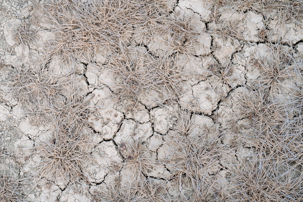 white and brown dried grass