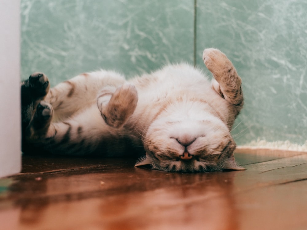 white and brown cat lying on brown wooden floor