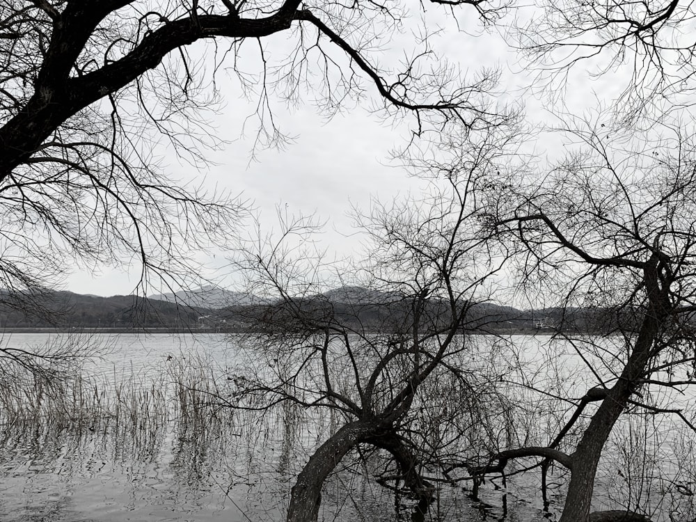 leafless tree near body of water during daytime
