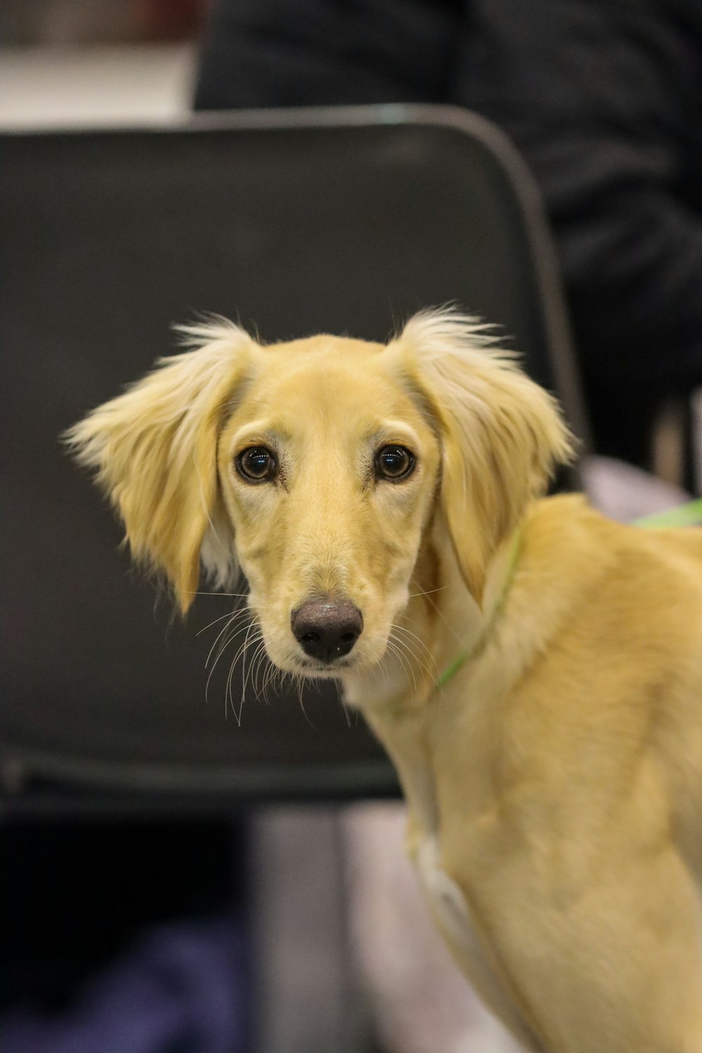 brown short coated dog in close up photography