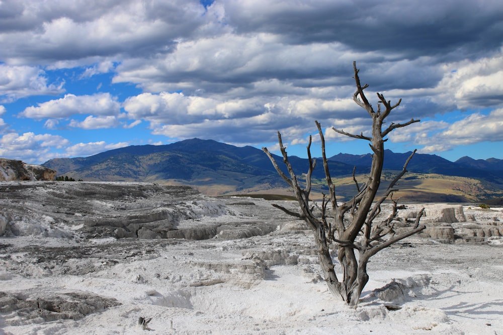 bare tree on white snow covered ground under white cloudy sky during daytime