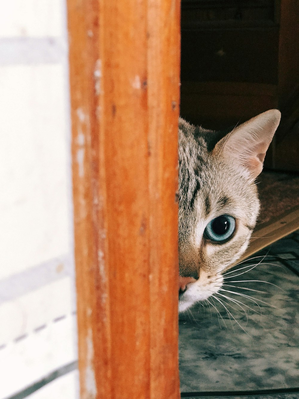 silver tabby cat on brown wooden fence