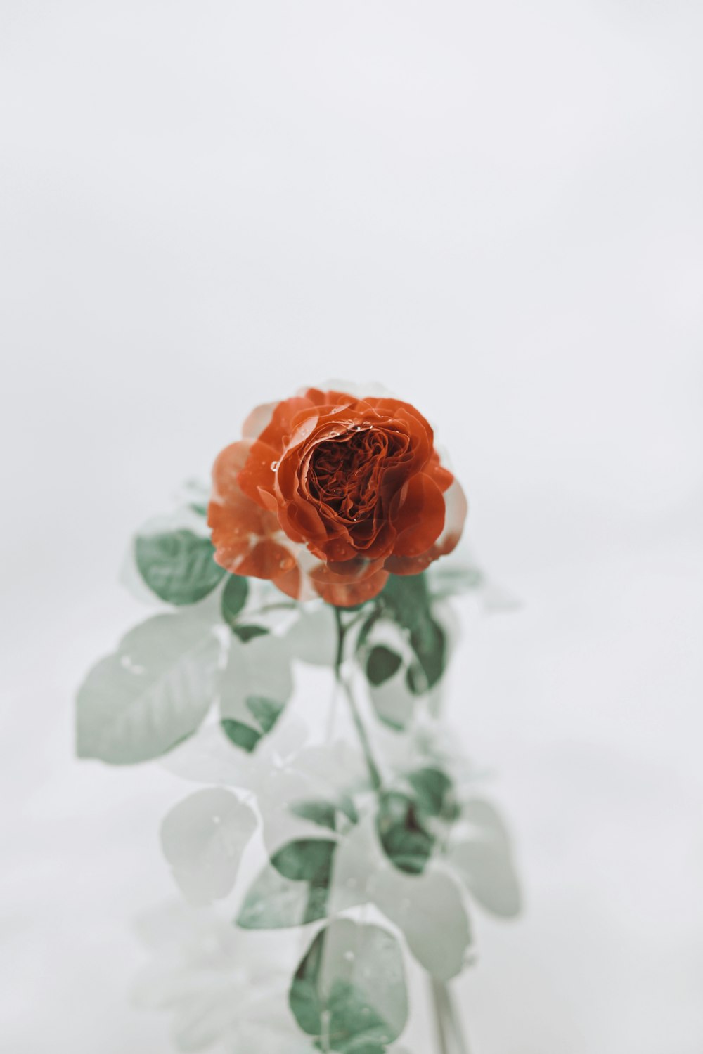 orange rose in bloom close up photo