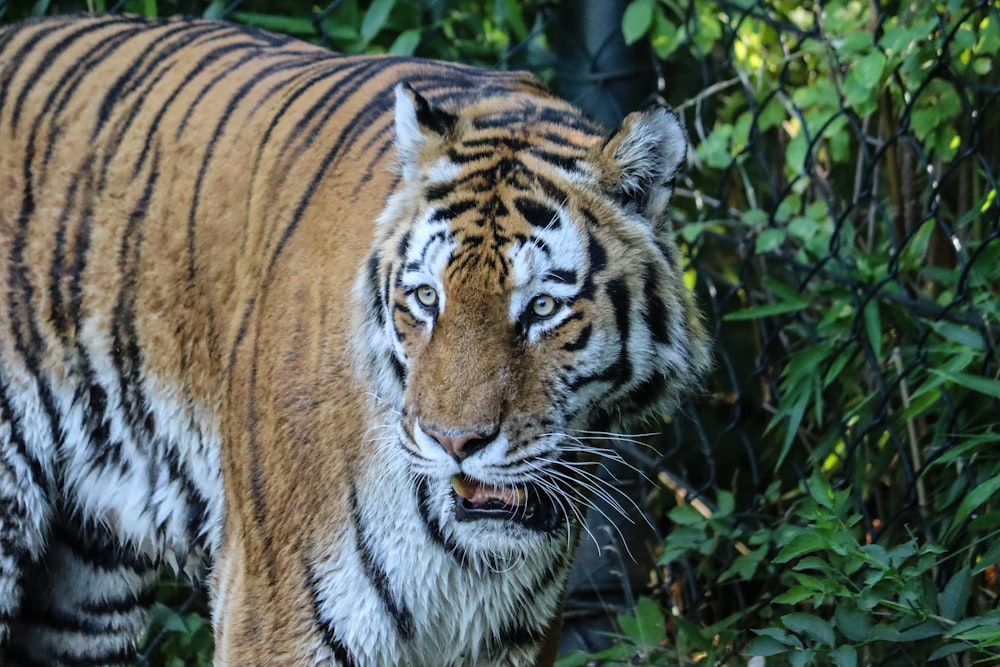 brown and black tiger on green grass during daytime