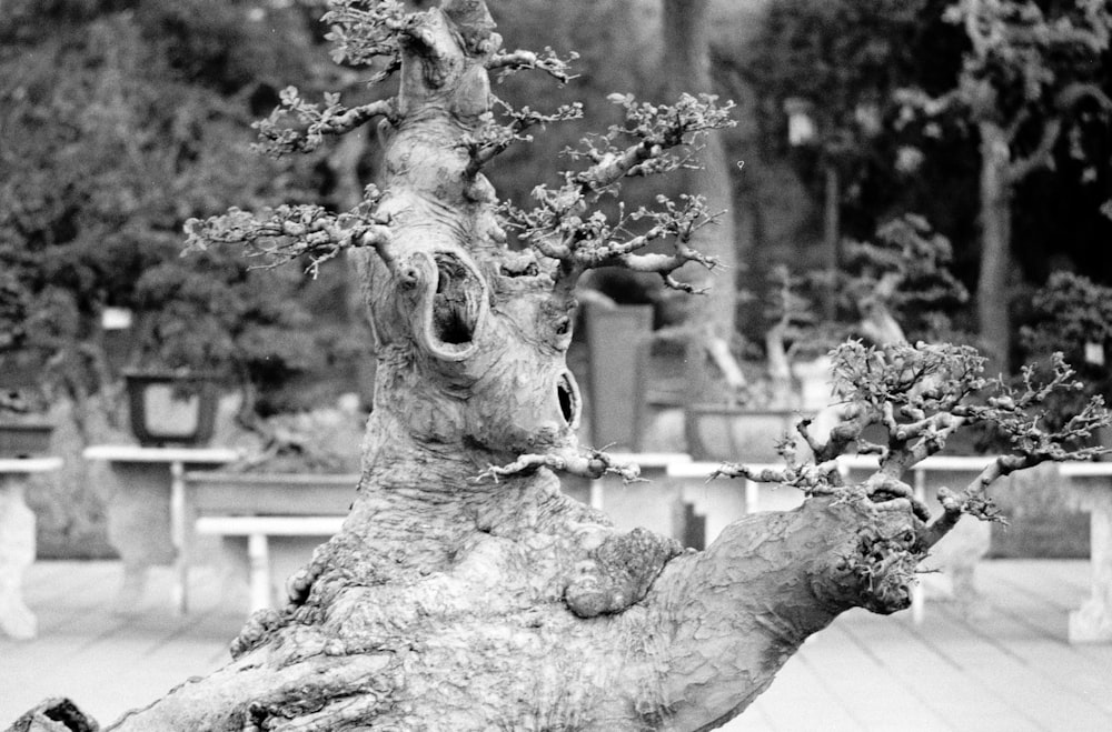 Foto en escala de grises del tronco de un árbol
