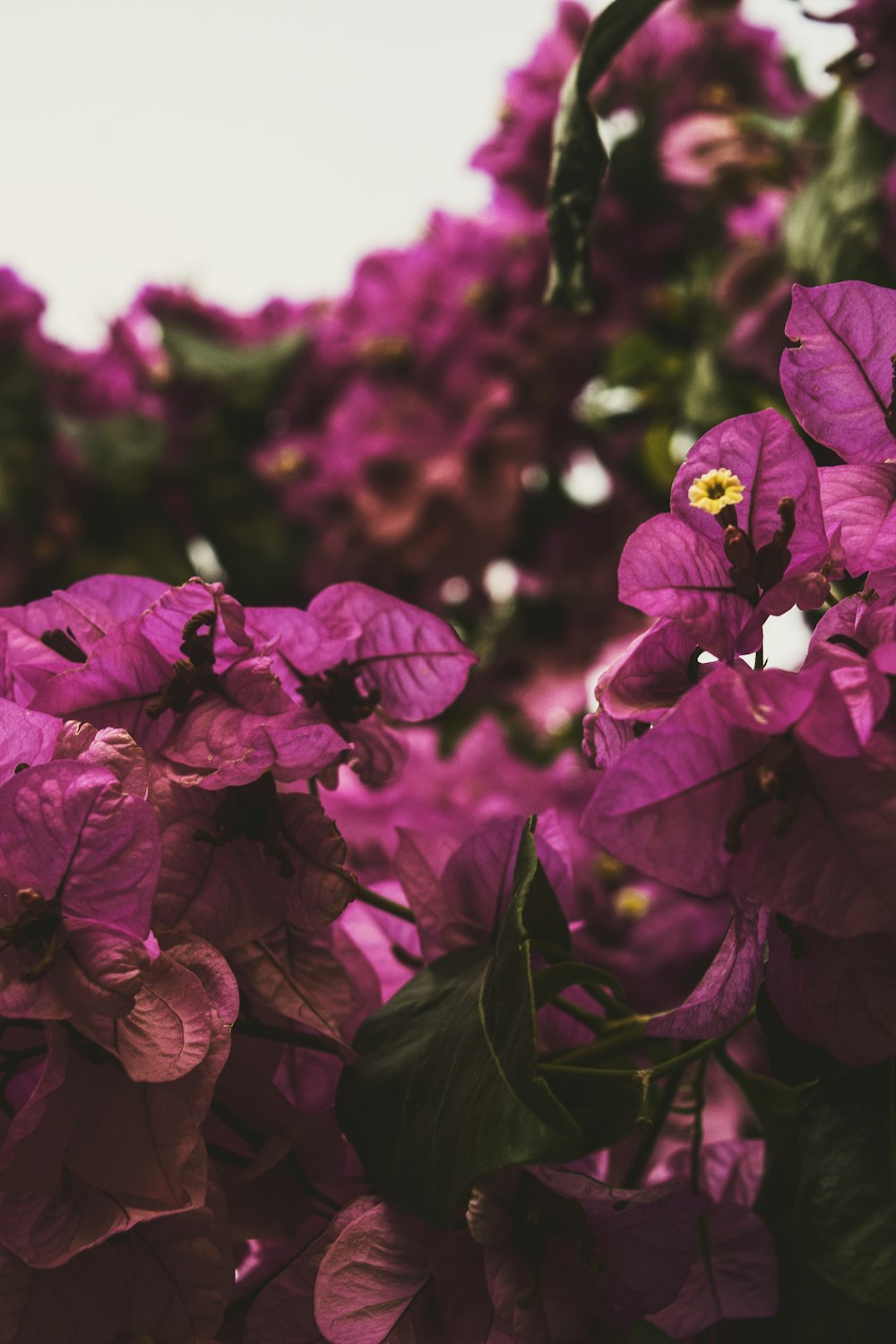 purple flowers in tilt shift lens