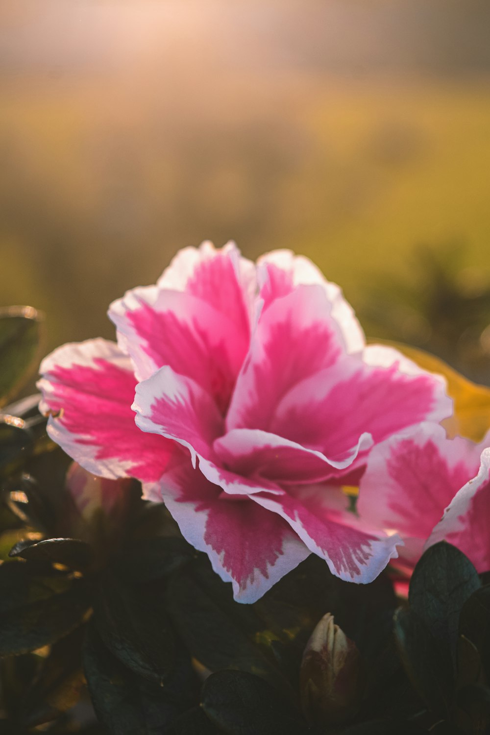 pink and white flower in tilt shift lens