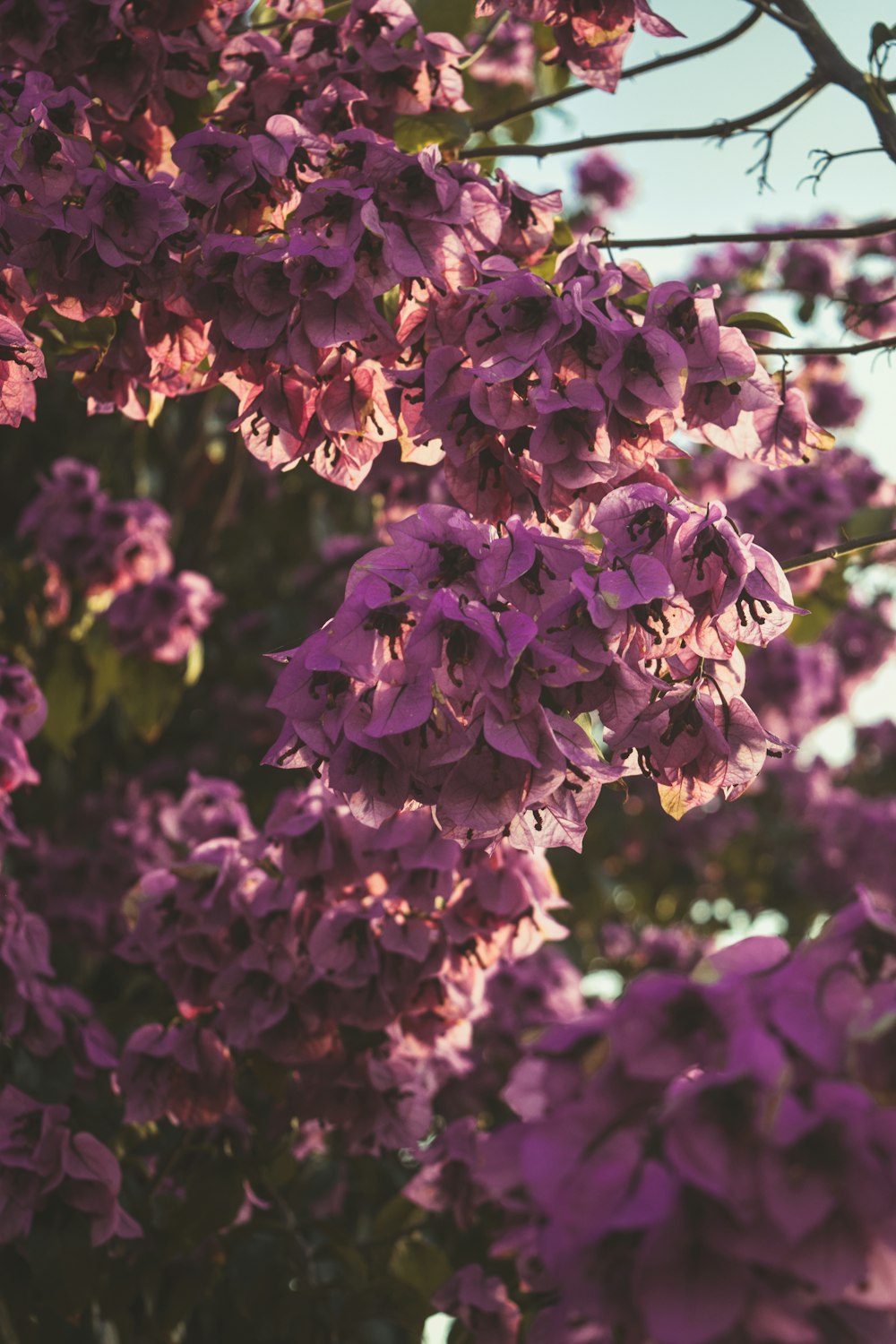 pink flowers in tilt shift lens