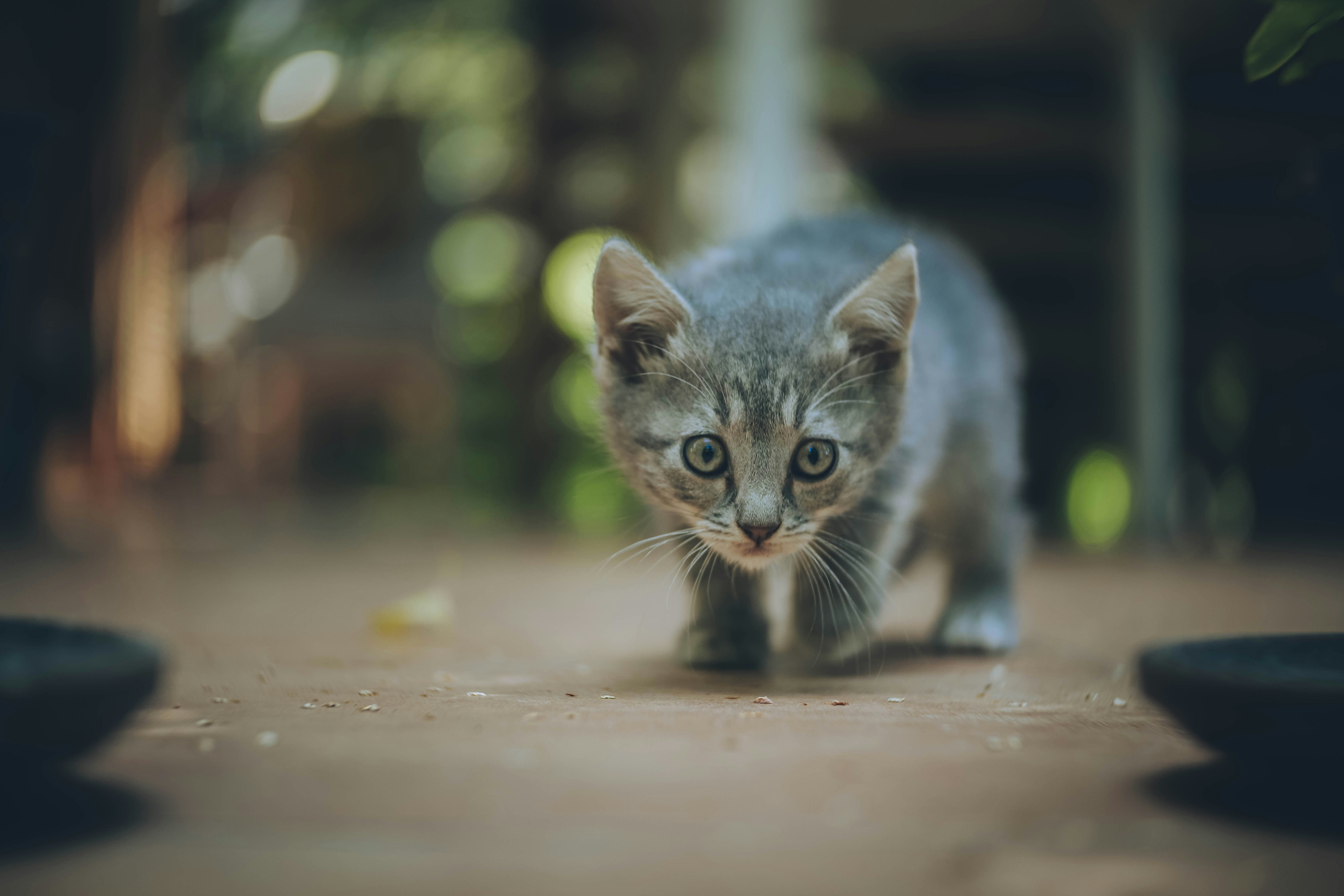 A gray kitten practices prowling on a brown floor